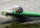 PICTURES/Oregon Coast Aquarium - Newport/t_Puffin11a.jpg